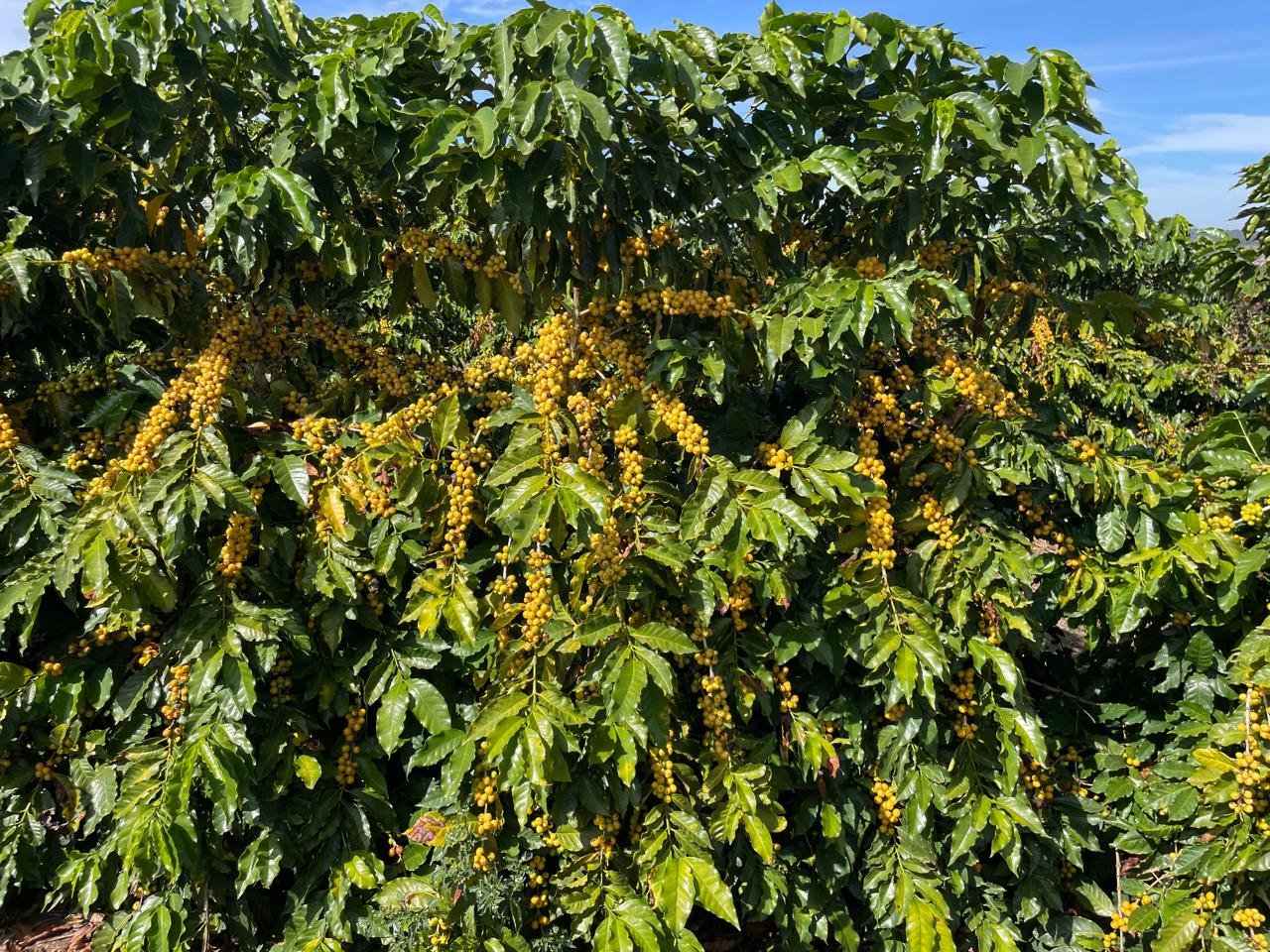 epamig-lanca-nova-cultivar-de-arabica-amarelao-durante-programacao-da-semana-internacional-do-cafe