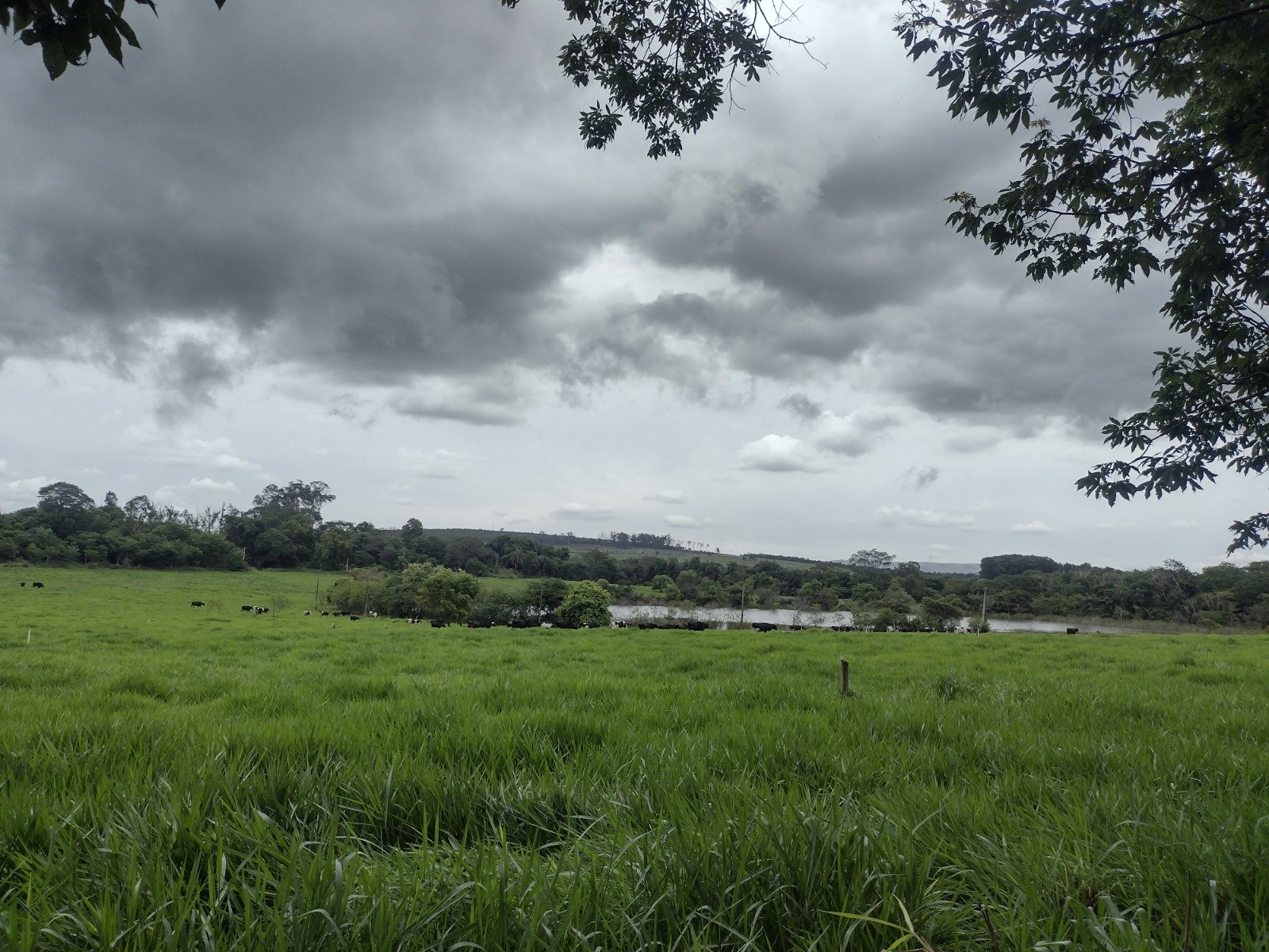 epamig-orienta-sobre-planejamento-forrageiro-no-periodo-de-chuvas