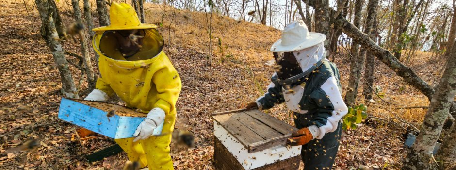 evento-em-montes-claros-discute-efeitos-da-crise-climatica-na-apicultura