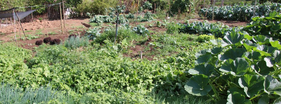 hortas-circulares-sao-alternativa-de-renda-para-agricultores-familiares-em-minas-gerais