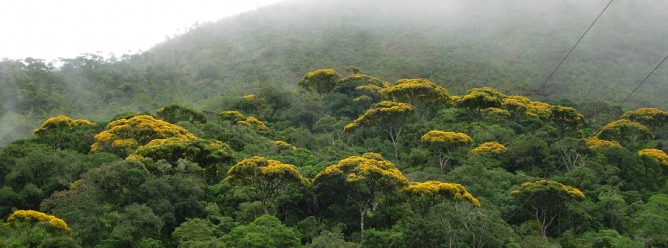 ief-abre-credenciamento-para-comercializacao-de-alimentos-no-parque-estadual-da-serra-do-brigadeiro