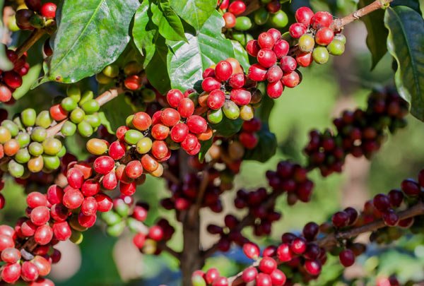 valor-bruto-da-producao-agropecuaria-mineira-mantem-estimativa-de-crescimento-recorde