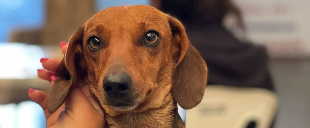 {{brizy_dc_image_alt entityId=