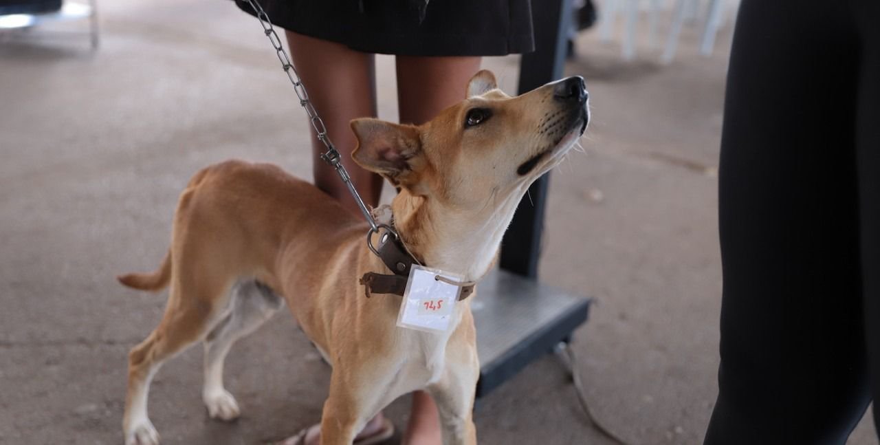 {{brizy_dc_image_alt entityId=