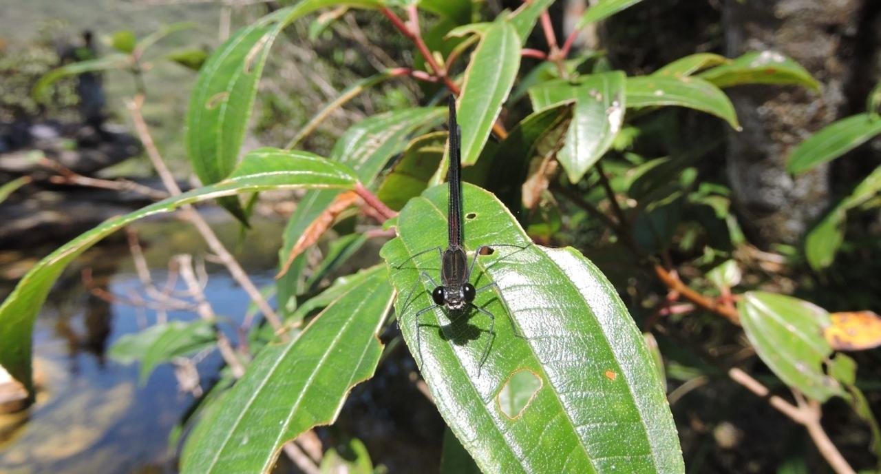 {{brizy_dc_image_alt entityId=