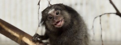 {{brizy_dc_image_alt entityId=