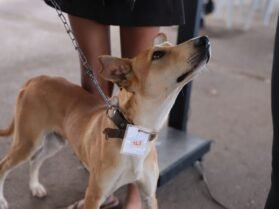 {{brizy_dc_image_alt entityId=