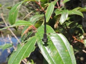 {{brizy_dc_image_alt entityId=